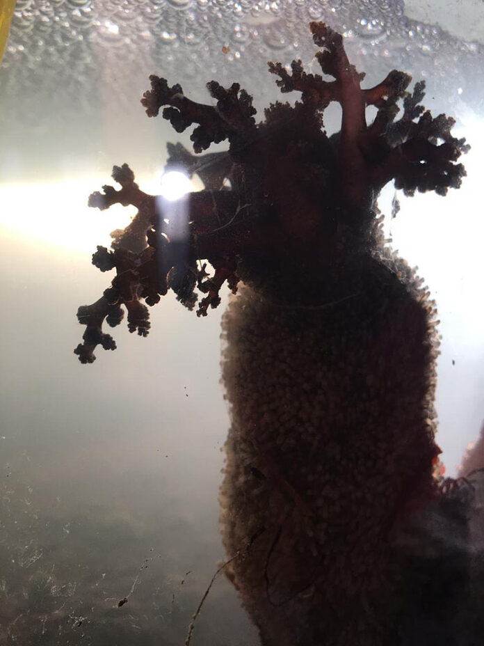 estudio_caracterizo_propiedades_anticancerigenas_del_pepino_de_mar_1