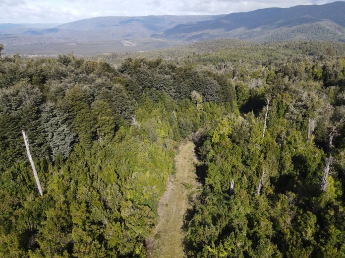 el_rol_de_los_bosques_nativos_en_la_prevencion_de_emergencias_por_lluvias_extremas_1