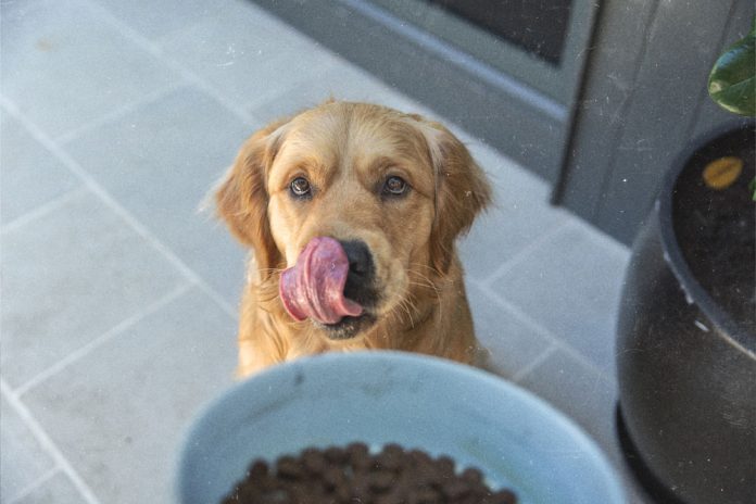 casi_4_de_cada_10_perros_en_chile_tiene_sobrepeso_expertos_derriban_los_mitos_que_circulan_en_redes_sociales_1