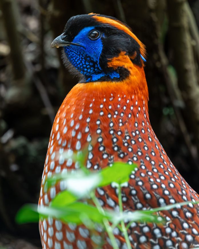 captan_en_parque_tricao_uno_de_los_rituales_de_aves_mas_extranos_y_dificiles_de_presenciar_en_el_mundo_1